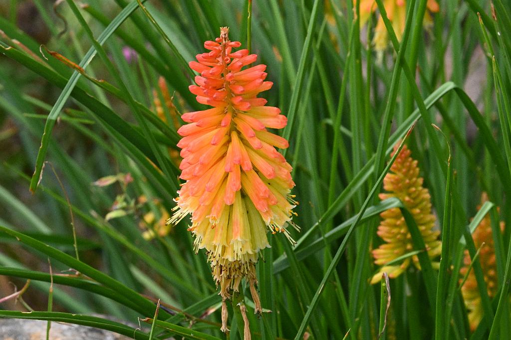 2025-07119549 Tower Hill Botanic Garden, MA.JPG - Red Hot Poker (Kniphofia uvaria). New England Botanic Garden at Tower Hill, MA, 7-11-2025